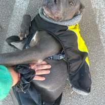 adopt-pet
