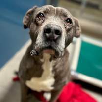 adopt-pet