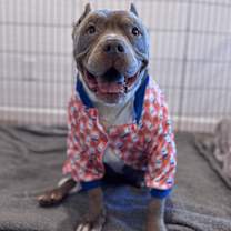 adopt-pet