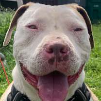 Thumbnail photo of Chevy #3