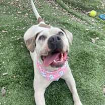 Thumbnail photo of Charlotte - Foster or Adopt Me! #4