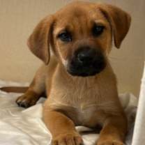 Thumbnail photo of Cane #2