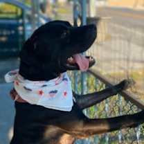 Thumbnail photo of Onyx #4