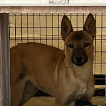 adopt-pet