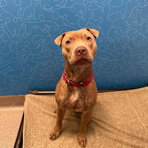 Thumbnail photo of Honey #3