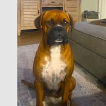 Thumbnail photo of Champ III #1