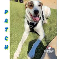Thumbnail photo of Patch (Courtesy Post) #1