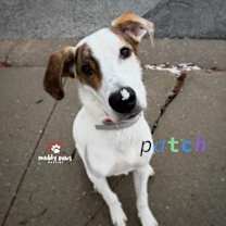 Thumbnail photo of Patch (Courtesy Post) #2