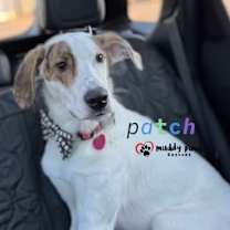 Thumbnail photo of Patch (Courtesy Post) #3