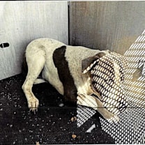 Thumbnail photo of Jace #2