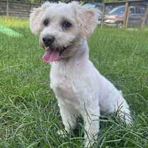 Thumbnail photo of Renan #2