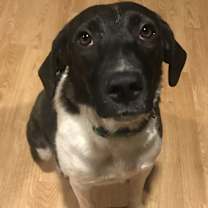 Thumbnail photo of Bugga #1