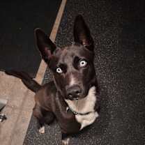 adopt-pet