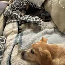 adopt-pet