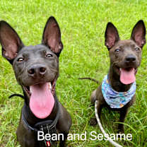 Thumbnail photo of Bean #4