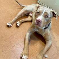 adopt-pet