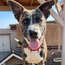 adopt-pet
