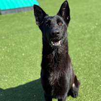 Thumbnail photo of Black Beauty #1