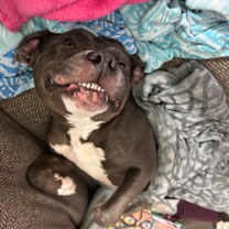 Thumbnail photo of Dutchess #1