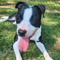 Thumbnail photo of Vinnie #2