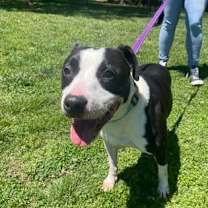 Thumbnail photo of Vinnie #3