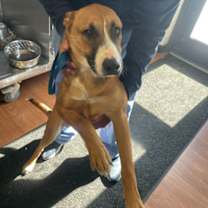 Thumbnail photo of Hawkeye #1