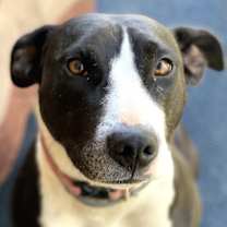 Thumbnail photo of Daisy June (“DJ”) #2