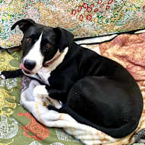 Thumbnail photo of Daisy June (“DJ”) #3