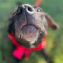 Thumbnail photo of Sweet Pea #2