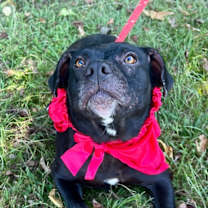 Thumbnail photo of Sweet Pea #4