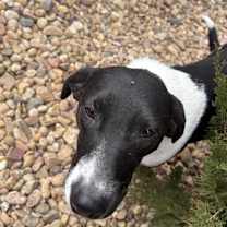 Thumbnail photo of Lady ***FOSTER HOME*** #3