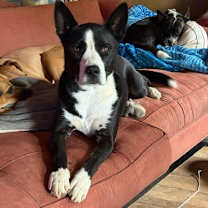 Thumbnail photo of Khaleesi #1