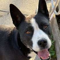 Thumbnail photo of Khaleesi #2