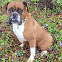 Thumbnail photo of KARMEL- Dark fawn boxer fe #1