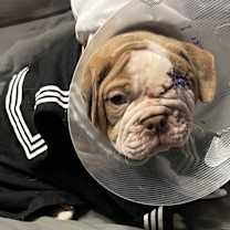 Thumbnail photo of ADOPTION PENDING Sailor #1