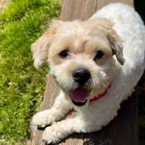 Thumbnail photo of Scottie+ #2