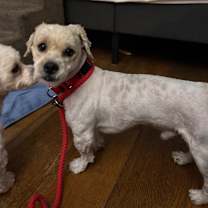 Thumbnail photo of Scottie+ #3