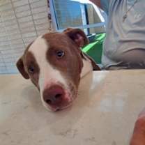 adopt-pet