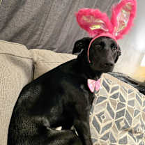 Thumbnail photo of Sprite #4