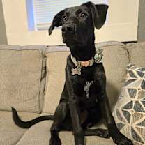 Thumbnail photo of Sprite #1