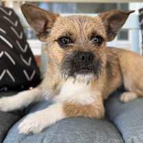 Thumbnail photo of Taffy #1