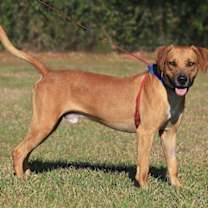 Thumbnail photo of Valentino #2