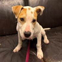 Thumbnail photo of Dodger II #3