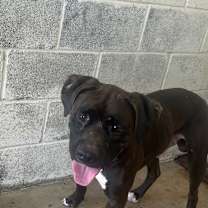 Thumbnail photo of Knuckles #2