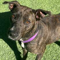 Thumbnail photo of Lilith #2