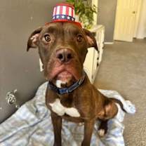adopt-pet