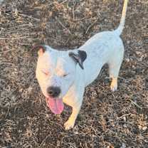 Thumbnail photo of Casey #3