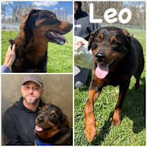 Thumbnail photo of Leo #1