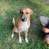 Thumbnail photo of Piper #1