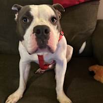 Thumbnail photo of Buddy Boy #2